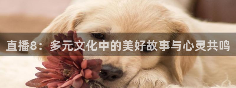 河豚直播nba